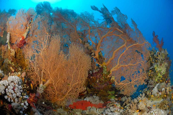 Giant gorgonians on a Safaga drop-off in the Red Sea.