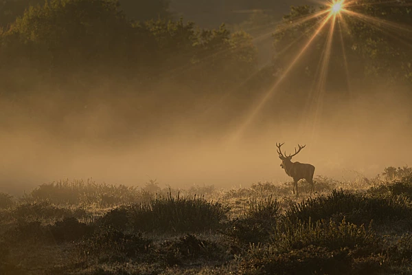 This photograph taken during the rut season shows on time I saw the 'Light'.