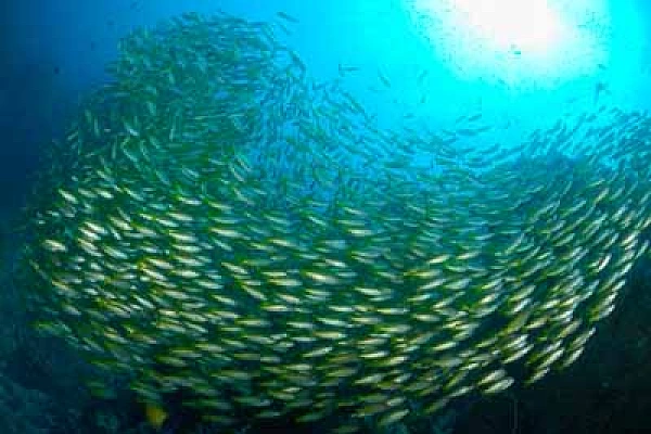 Underwater sceneries of the Andaman Sea in Thailand. Photographs by Amar Guillen.