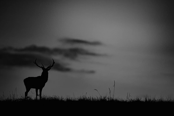 Silhouette d'un cerf pendant le brame du cerf. Photo créée pour une exposition. Photographie par Amar Guillen, artiste photographe.