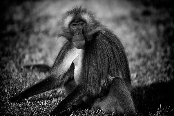 Gelada in the Simien Mountains in Ethiopia. Photograph by Amar Guillen, photographer artist.