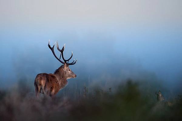 Red deer stag during the rut season in France. Photograph by Amar Guillen, photographer artist.