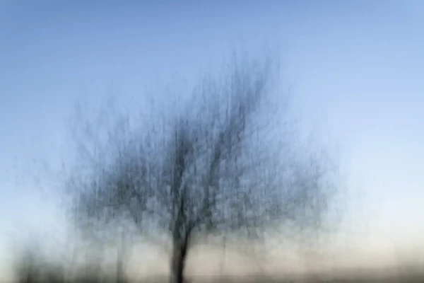 Arbres photographiés flou de manière volontaire. C'est un style ICM. Photographie d'art en couleur par Amar Guillen, artiste photographe.