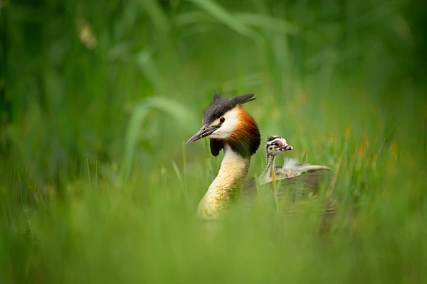 Un grèbe huppé avec son poussin sur le dos.