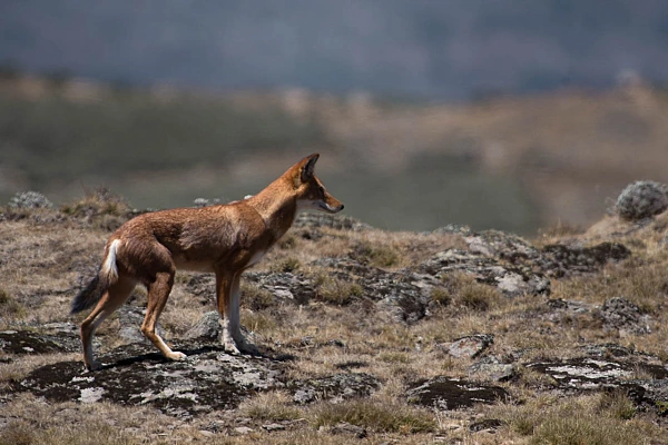 The Ethiopian wolf photographed here on the plateau of Bale is a dream for wildlife photographers.