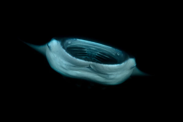 Photographs of ballets of manta rays at night in Maldives