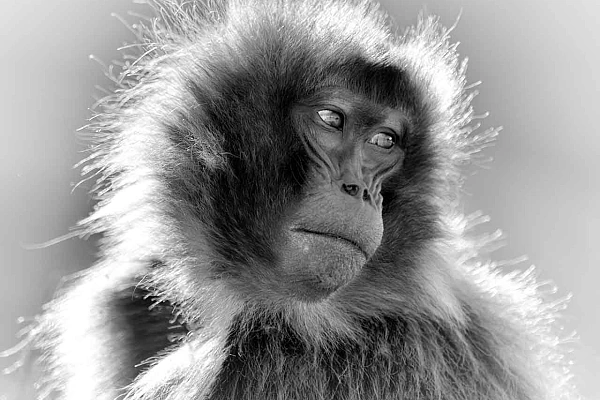 This photograph of a female gelada in Ethiopia is an example of photographic writing. It is part of the collection "Portraits of Geladas".