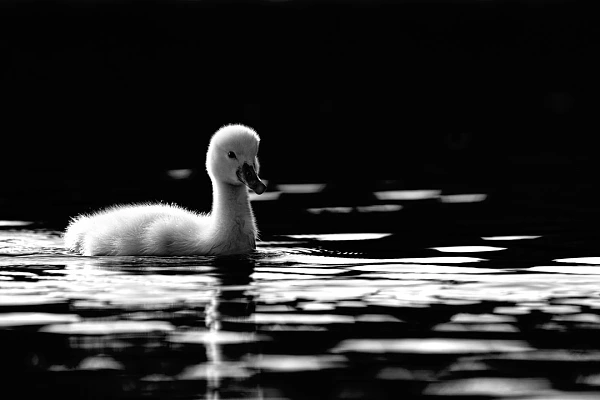 A low-key black and white photo of a swanling in a pond in Dombes. Photo taken from a floating blind.