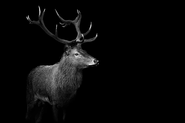 Red deer stag in France. Photograph in the style black to black by Amar Guillen, photographer artist.