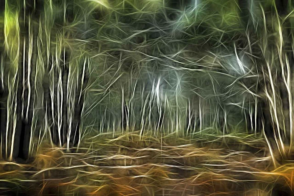 Trees and undergrowth photographed creatively with effects. Fine art Photograph in color by Amar Guillen, photographer artist.