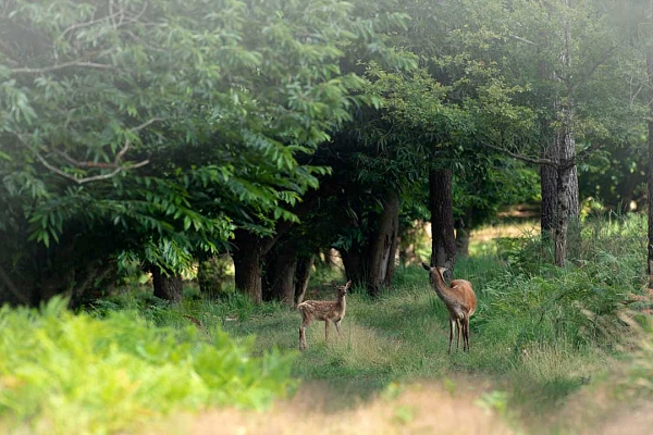 A doe and her fawn in a wood. Photo in color by Amar Guillen.