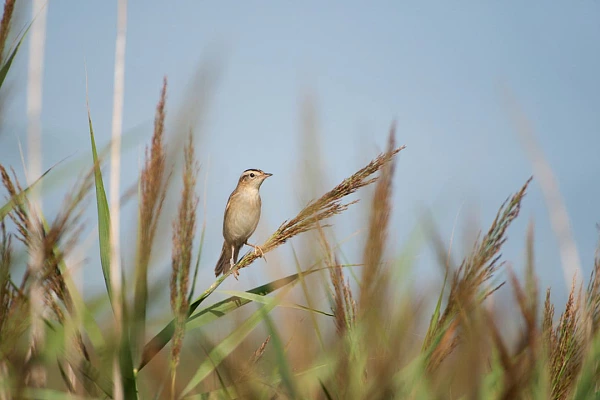 Aquatic warbler in a swamp of Charente-Maritime, France.