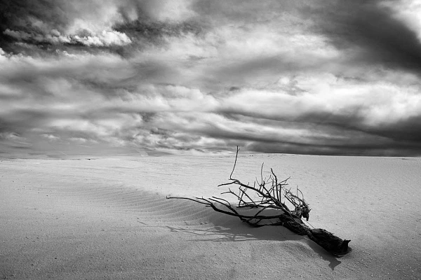 Dead and dessicated tree in the dunes in White Sand Dunes national park in New Mexico in United States