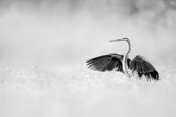 Purple heron in black and white in a pond in la Dombes in France. Photograph by Amar Guillen, photographer artist.