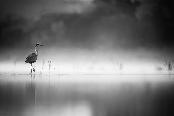 Grey heron walking in the mist on a pond in la Dombes in France. Fine art Photograph in black and white by Amar Guillen, photographer artist.