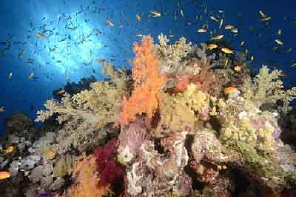 Underwater bottoms of Saint John Reef in the Red Sea. Photographs by Amar Guillen.