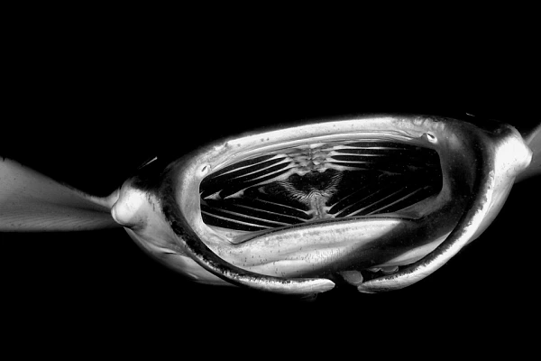 Manta Ray in Maldives in Black and White