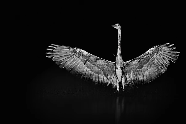 Grey heron on a pond in la Dombes in France. Photograph in the style black to black by Amar Guillen, photographer artist.