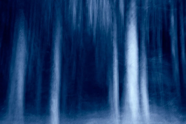 Trees photographed artistically evoking the dance of the trees. Fine art Photograph in color by Amar Guillen, photographer artist.