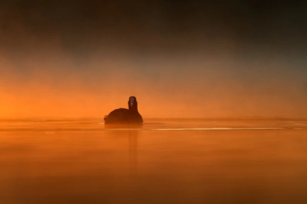 Atmospheres and birds of the ponds of La Dombes. Ain department in France. Photographs by Amar Guillen.