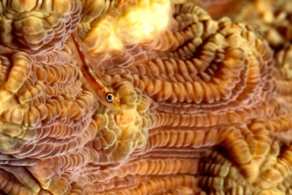 Fish of Marsa Shagra in the Red Sea. Underwater harmony of colors. Photographs by Amar Guillen.