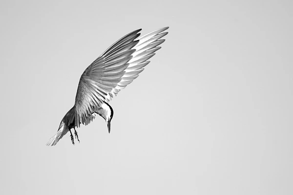 Whiskered tern flying over the Delta of Danube in Romania. Photograph by Amar Guillen, photographer artist.