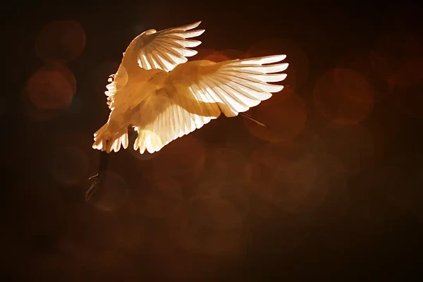 Spatule blanche volant au dessus d'un étang de la Dombes.