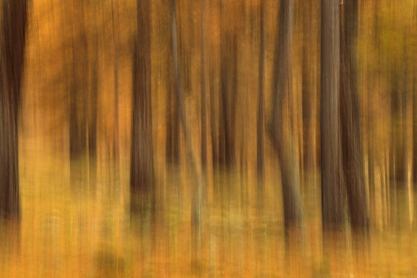 Abstract photo of larch trees in Valley of la Clarée in France.