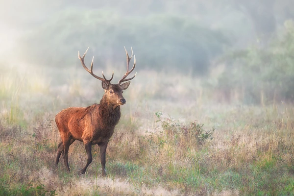 Un cerf rouge dans une prarie durant le brame. Cette photo est harmonieuse. Elle respecte le premier principe de l'art..