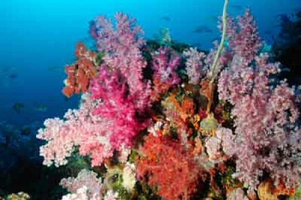 Seven Brothers islands in the gulf of Aden off the coast of Djibouti. Photographs by Amar Guillen.