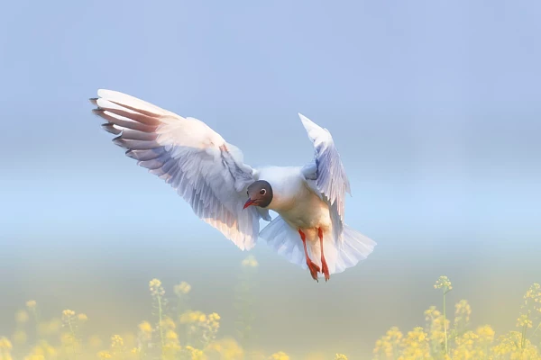 Mouette rieuse volant au dessus d'un étang de la Dombes dans des tons pastel. Photographie d'art en couleur par Amar Guillen, artiste photographe.