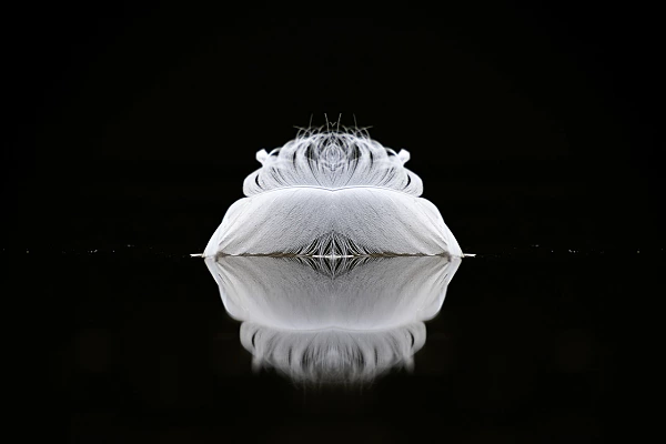 A feather floating on the surface of water. Photograph by Amar Guillen, photographer artist.