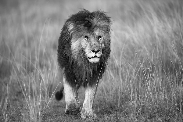 Black and white lion walking in the savannah in Kenya. Photograph by Amar Guillen, photographer artist.