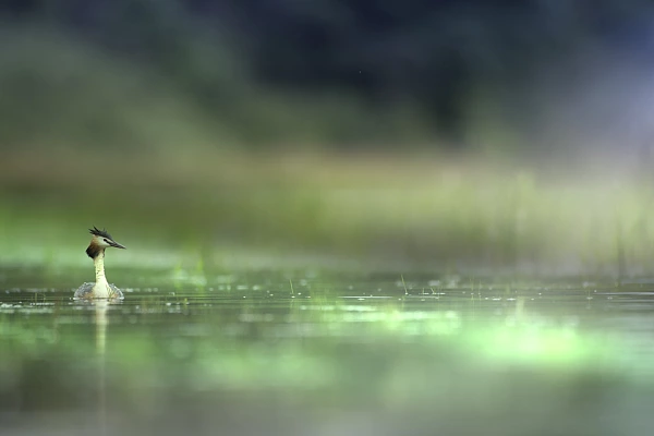Photographie artistique d'un grèbe huppé sur un étang de la Dombes. Photo réalisée à partir d'un affût flottant.