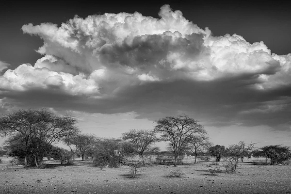 Trees and cloudy sky in Kenya. Photograph by Amar Guillen, photographer artist.