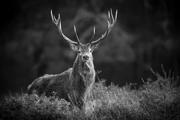 Red Deer stag during the rut of the deer