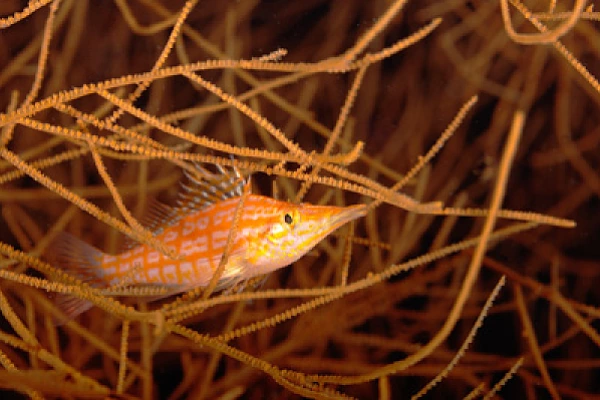 Underwater close-up off the coast of Sudan. Photographs by Amar Guillen.