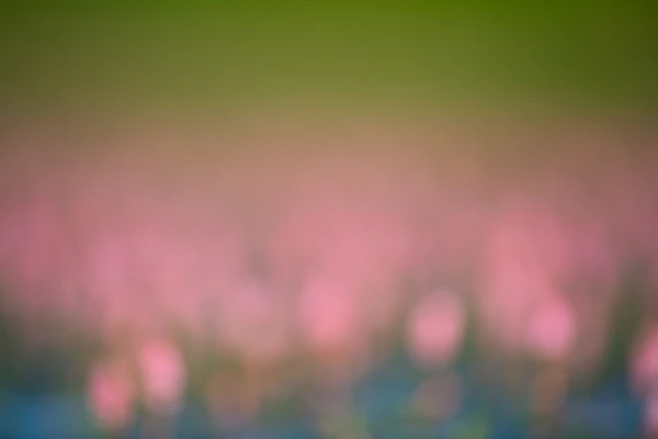 Lights and colors effects of the reflection of flowers at the surface of water of a pond. Fine art Photograph in color by Amar Guillen, photographer artist.