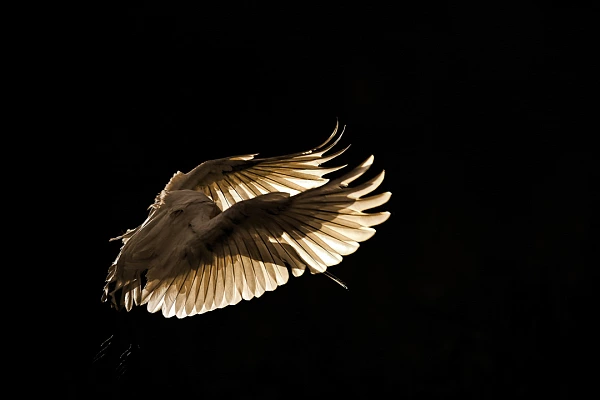 Spoonbill in flight and in daylight in Dombes in France. Photograph by Amar Guillen, artist photographer.