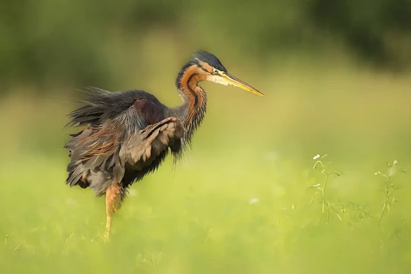 Héron pourpré marchant sur les herbes d'un étang de la Dombes.