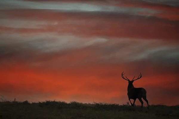 Silhouette d'un cerf au coucher de soleil pendant le brame du cerf dans une prairie de la Charente-Maritime.