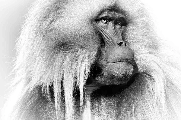 Portrait in black and white of a gelada in the Simien Mountais in Ethiopia, in black and white. Photograph by Amar Guillen, photographer artist.