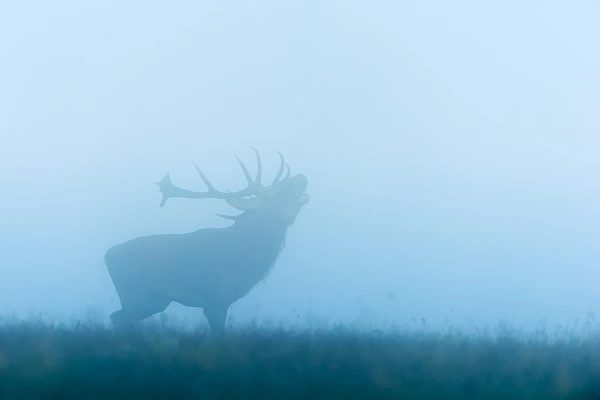 Red deer stag bugling in the fog in West of France in Charente-Maritime.