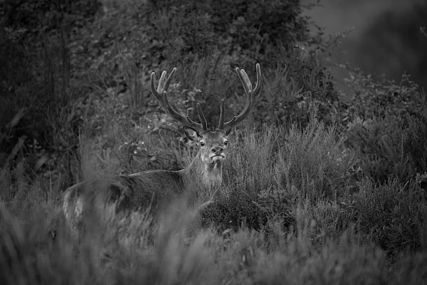 Red Deer Stag in Velvet Antlers. Photograph in black and white by Amar Guillen, photographer artist.