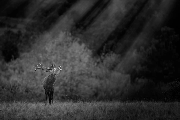 Red deer stag bellowing in France. Photograph in black and white by Amar Guillen, photographer artist.