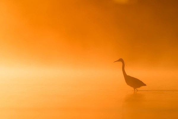 Two coot chicks on a pond of DOmbes in France. Photograph by Amar Guillen, photographer artist.