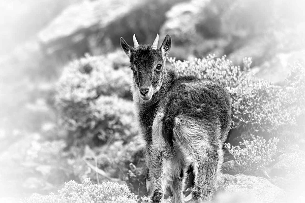 Young walia ibex photographed in black and white in Ethiopia. Photograph by Amar Guillen, photographer artist.