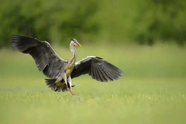Héron cendré volant au dessus d'un étang de la Dombes.