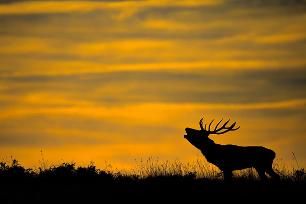 Red deer stag bugling during the rut season in France. Photograph by Amar Guillen, photographer artist.