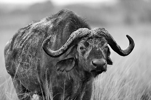 Black and white portrait of a buffalo in the savannah in Kenya. Photograph by Amar Guillen, photographer artist.